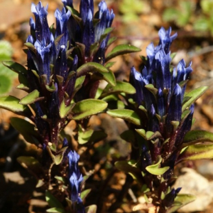 Gentiana delavayi